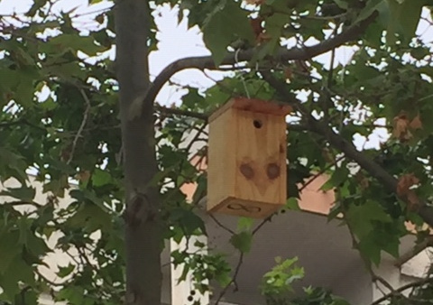 Instal·lem noves caixes niu d'ocell als parcs i zones verdes de la vila