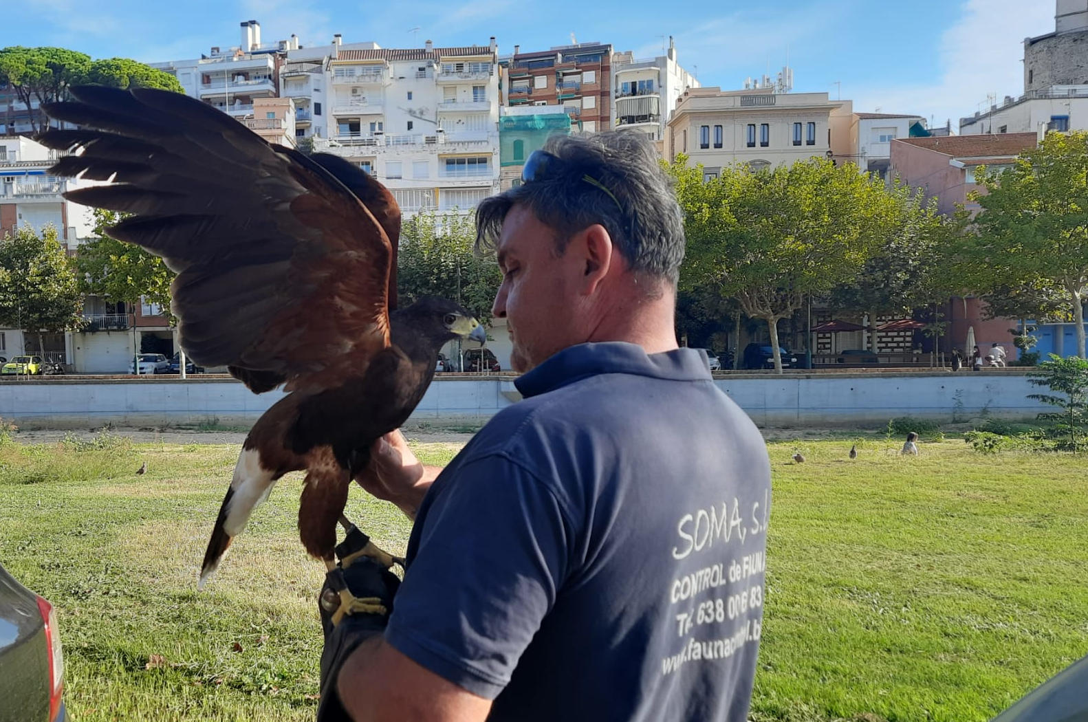 L'Ajuntament utilitza falconeria per foragitar les colònies de coloms de la vila