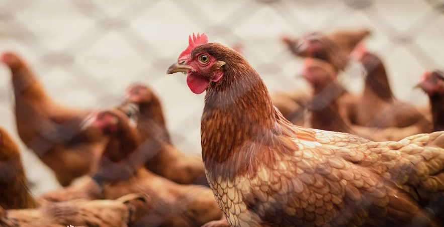 Activades mesures estrictes de confinament d'aus per l'elevat risc d'influença aviària