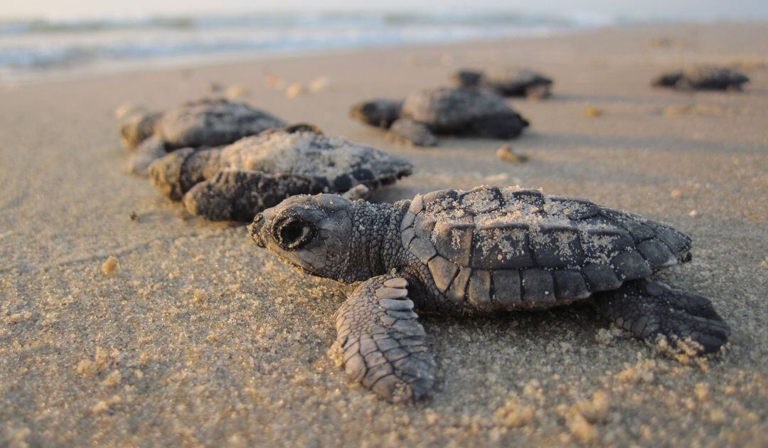 caretta