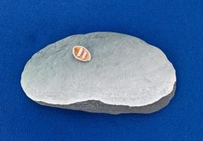 21gr